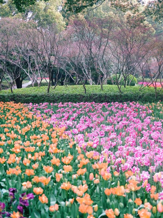 上海浦东鲜花港 一日游旅游攻略：星空体育